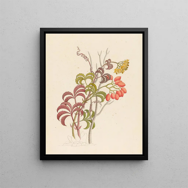 Cisfus Nov Sp Cyphostemma quinatum - Clemenz Heinrich Wehdemann — framed artwork on a wall