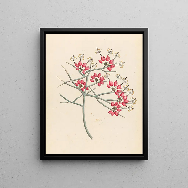Cléome juncea Cadaba aphylla - Clemenz Heinrich Wehdemann — framed artwork on a wall