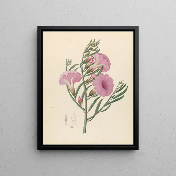 Convolvulus Ipomoea oenotheroides - Clemenz Heinrich Wehdemann — framed artwork on a wall