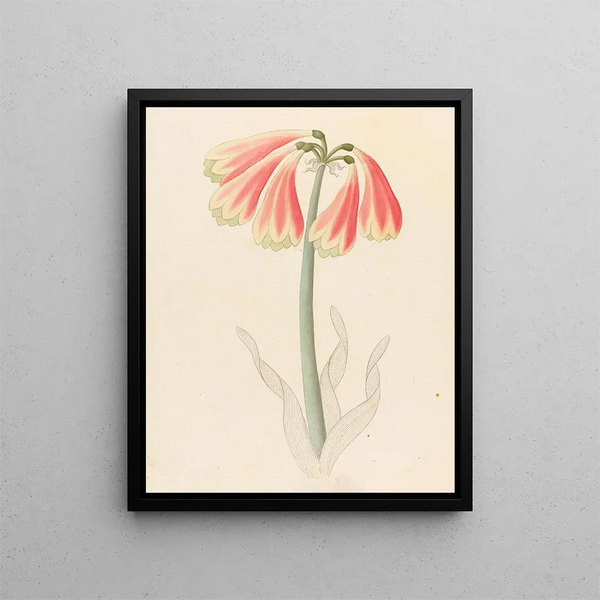 Cyrtanthus obliquus Cyrtanthus obliquus - Clemenz Heinrich Wehdemann — framed artwork on a wall