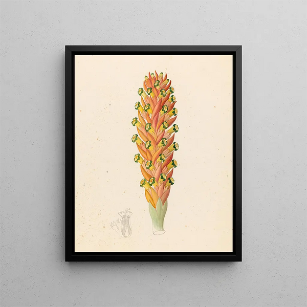Didinamia angiosperma Harveya hyobanchoides - Clemenz Heinrich Wehdemann — framed artwork on a wall