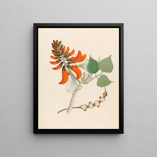 Erythrina caffra - Clemenz Heinrich Wehdemann — framed artwork on a wall