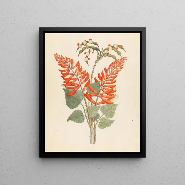 Erythrina Nov Species Erythrina humeana - Clemenz Heinrich Wehdemann — framed artwork on a wall