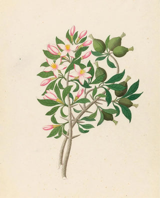 Clemenz Heinrich Wehdemann - Gardenia Nov Sp Hyperacanthus amoenus.webp