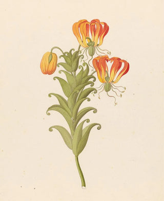 Clemenz Heinrich Wehdemann - Gloriosa Gloriosa superba.webp