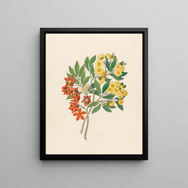 Icosandria monog Ochna arborea - Clemenz Heinrich Wehdemann — framed artwork on a wall