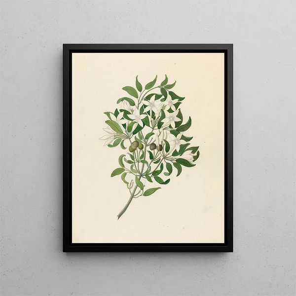Jasminum angulare - Clemenz Heinrich Wehdemann — ingelijst kunstwerk aan de muur