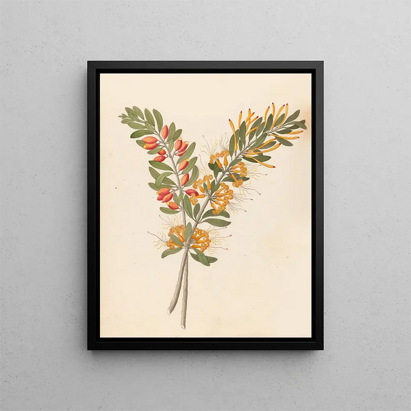 Loranthus N Sp Moquiniella rubra - Clemenz Heinrich Wehdemann — ingelijst kunstwerk aan de muur