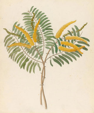 Clemenz Heinrich Wehdemann - Mimosa Acacia caffra.webp