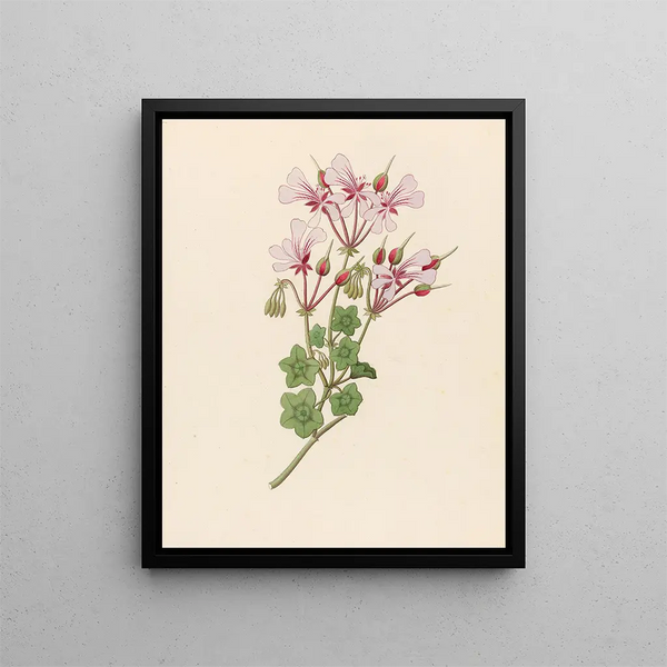 Pélargonium peltatum - Clemenz Heinrich Wehdemann — ingelijst kunstwerk aan de muur