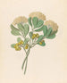 Pentandria Mon Pittosporum viridiflorum - Clemenz Heinrich Wehdemann — weergave van het kunstwerk