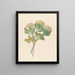Pentandria Mon Pittosporum viridiflorum - Clemenz Heinrich Wehdemann — ingelijst kunstwerk aan de muur