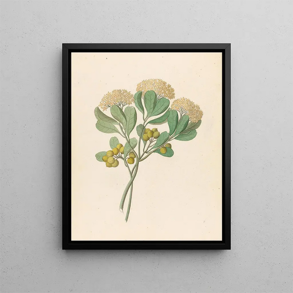 Pentandria Mon Pittosporum viridiflorum - Clemenz Heinrich Wehdemann — ingelijst kunstwerk aan de muur