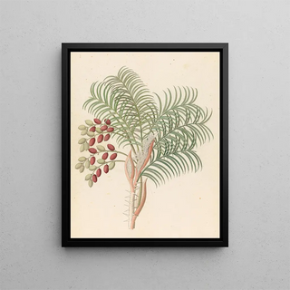 Clemenz Heinrich Wehdemann - Phoenix Phoenix reclinata.webp