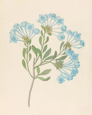 Clemenz Heinrich Wehdemann - Plombago capensis Plumbago auriculata.webp