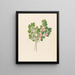 Rhamnus Cassine aethiopica Mystroxylon aethiopicum - Clemenz Heinrich Wehdemann — ingelijst kunstwerk aan de muur
