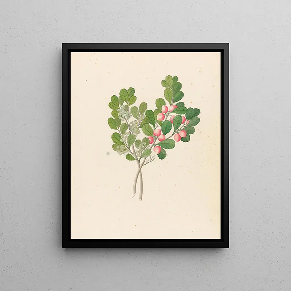 Rhamnus Cassine aethiopica Mystroxylon aethiopicum - Clemenz Heinrich Wehdemann — ingelijst kunstwerk aan de muur