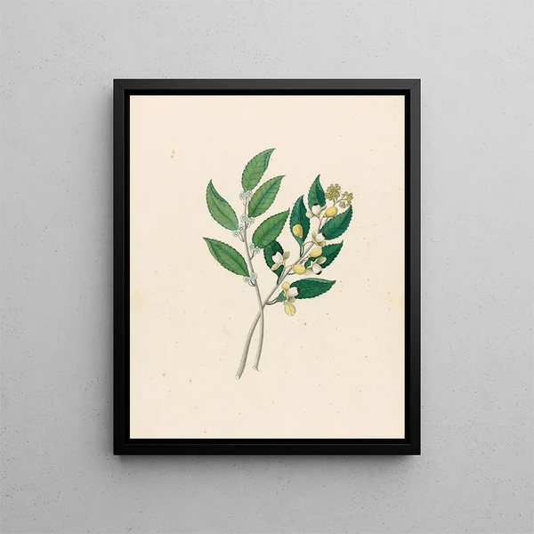Rhamnus Curtisia denté - Clemenz Heinrich Wehdemann — ingelijst kunstwerk aan de muur