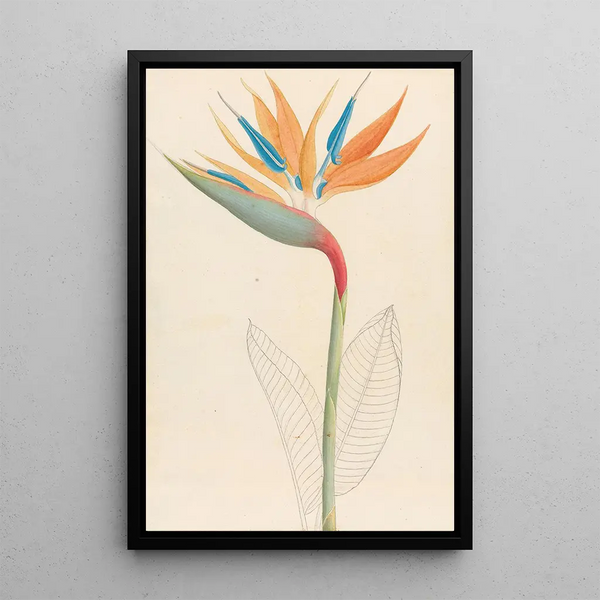 Strelitzia reginae - Clemenz Heinrich Wehdemann — ingelijst kunstwerk aan de muur