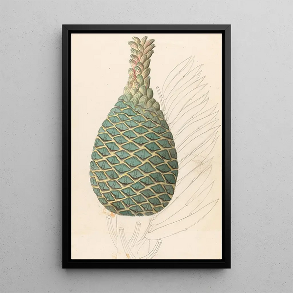 Reproductie van het schilderij Zamia caffra Encephalartos altensteinii vrouwelijke kegel - Clemenz Heinrich Wehdemann
