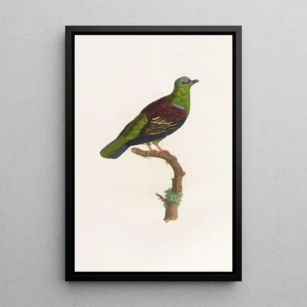 Reproduction of the painting Les pigeons Pl05 - Coenraad Jacob Temminck