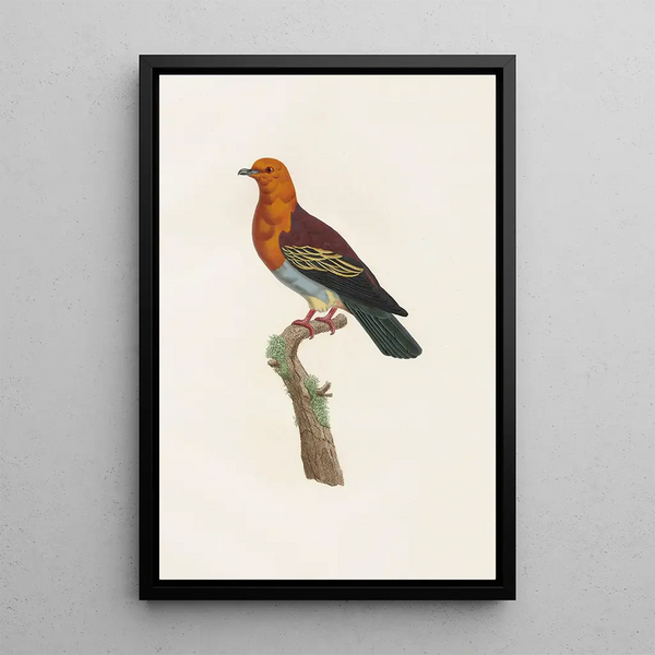 Reproduction of the painting Les pigeons Pl06 - Coenraad Jacob Temminck