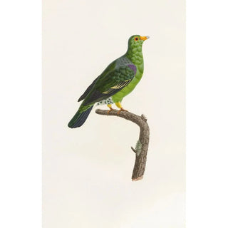 Coenraad Jacob Temminck - Les pigeons Pl07.webp