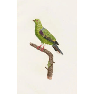 Coenraad Jacob Temminck - Les pigeons Pl09.webp