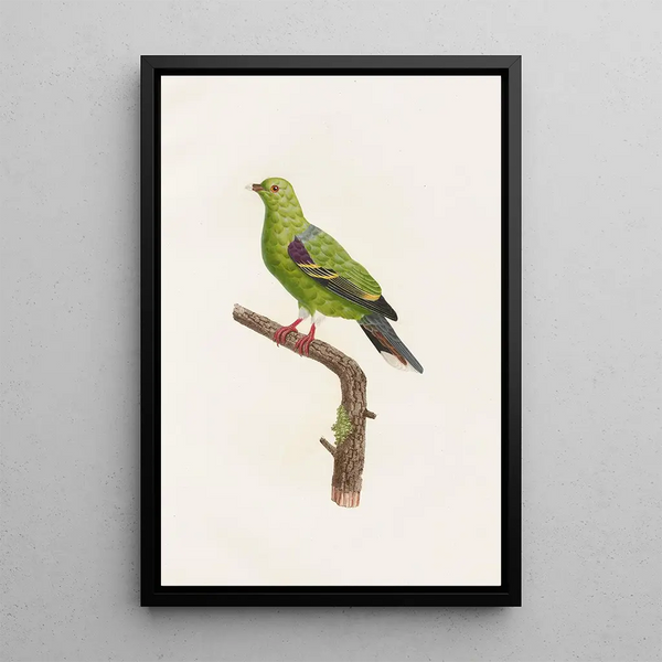 Les pigeons Pl09 - Coenraad Jacob Temminck — framed artwork on a wall