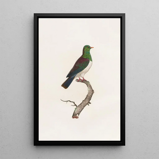 Coenraad Jacob Temminck - Les pigeons Pl12.webp