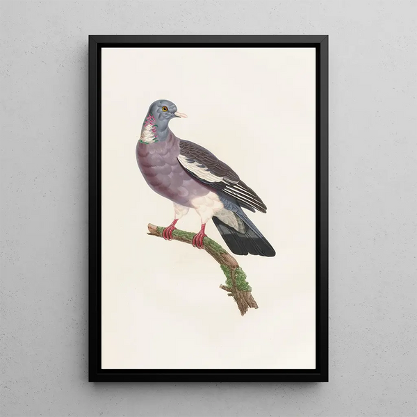 Les pigeons Pl13 - Coenraad Jacob Temminck — framed artwork on a wall