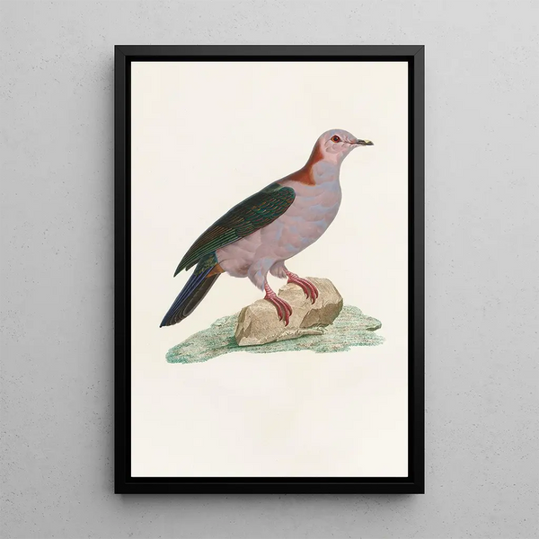 Les pigeons Pl14 - Coenraad Jacob Temminck — framed artwork on a wall
