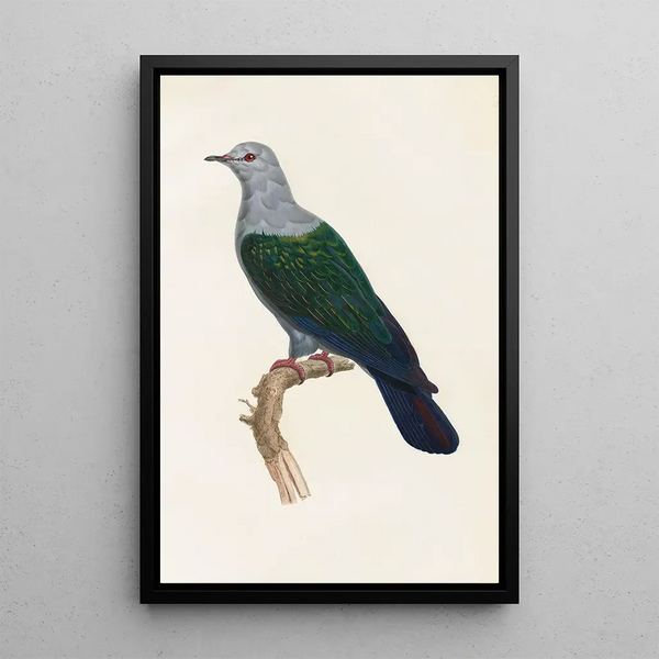 The Pigeons Pl15 - Coenraad Jacob Temminck — framed artwork on a wall