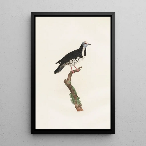 Les pigeons Pl17 - Coenraad Jacob Temminck — framed artwork on a wall