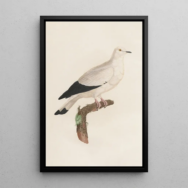 Reproduction of the painting Les pigeons Pl18 - Coenraad Jacob Temminck