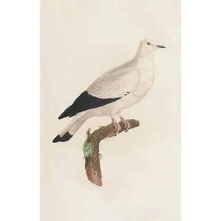Coenraad Jacob Temminck - Les pigeons Pl18.webp