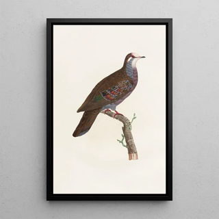 Coenraad Jacob Temminck - Les pigeons Pl19.webp