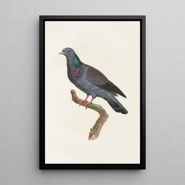 Reproduction of the painting of The Pigeons Pl22 - Coenraad Jacob Temminck