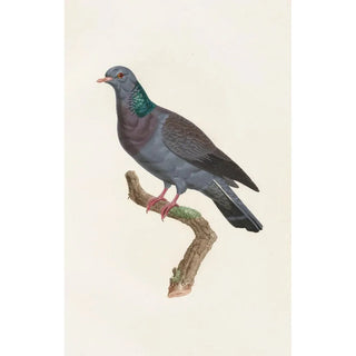 Coenraad Jacob Temminck - Les pigeons Pl22.webp