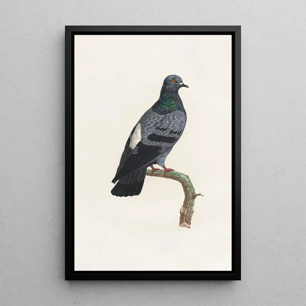 Reproduction of the painting of the pigeons Pl23 - Coenraad Jacob Temminck