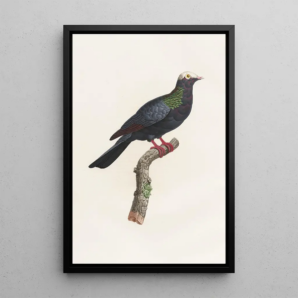 Reproduction of the painting Les pigeons Pl24 - Coenraad Jacob Temminck