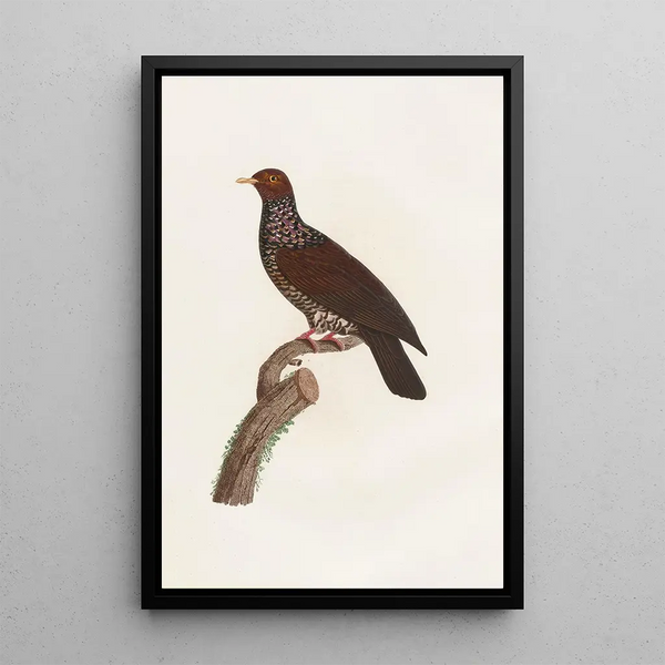 Reproduction of the painting of Les pigeons Pl25 - Coenraad Jacob Temminck