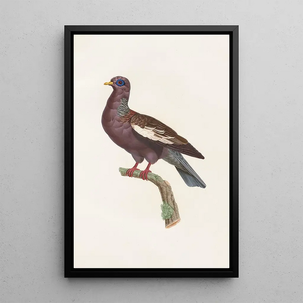 the pigeons Pl29 - Coenraad Jacob Temminck — framed artwork on a wall