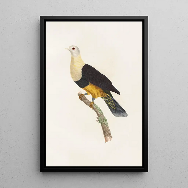 Les pigeons Pl34 - Coenraad Jacob Temminck — framed artwork on a wall