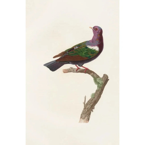 Les pigeons Pl38 - Coenraad Jacob Temminck — framed artwork on a wall