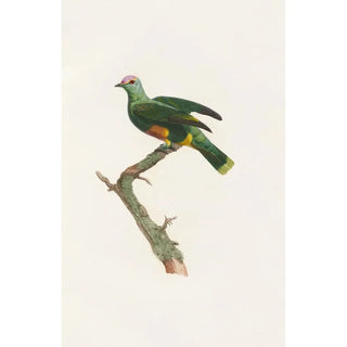 Coenraad Jacob Temminck - Les pigeons Pl47.webp