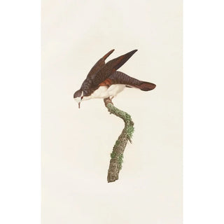 Coenraad Jacob Temminck - Les pigeons Pl48.webp