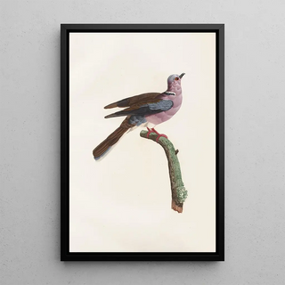 Coenraad Jacob Temminck - Les pigeons Pl52.webp