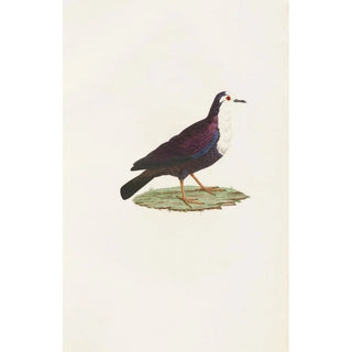 Coenraad Jacob Temminck - Les pigeons Pl67.webp