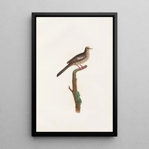 Reproductie van het schilderij De duiven Pl71 - Coenraad Jacob Temminck